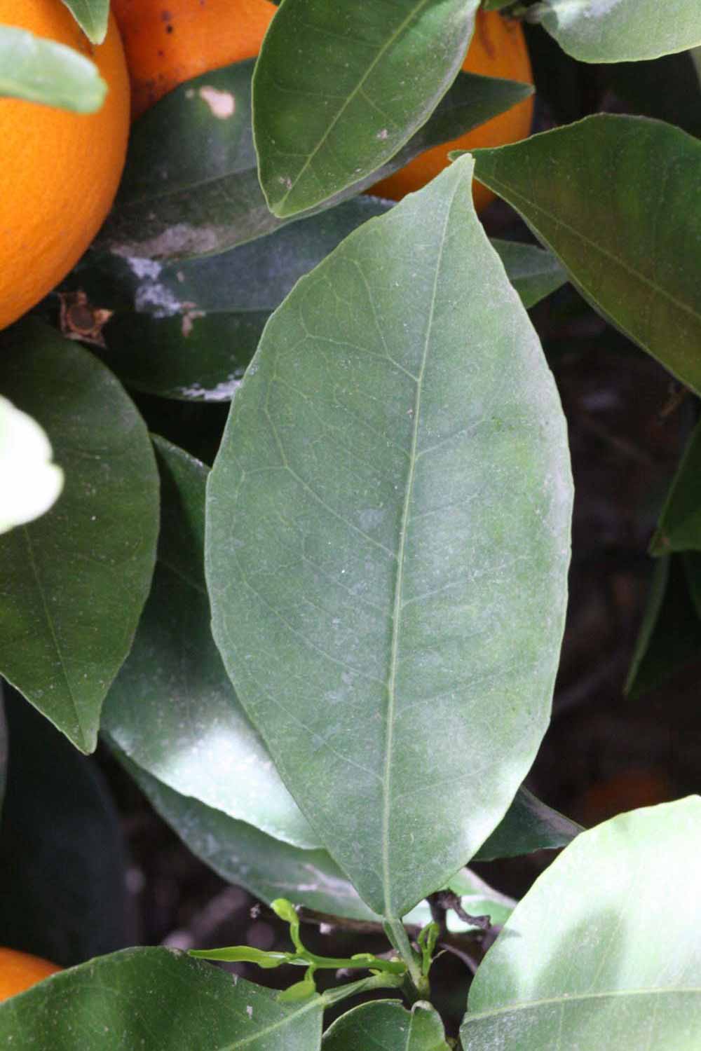              Shade leaves (Frost Navel, Riverside,   CA)       